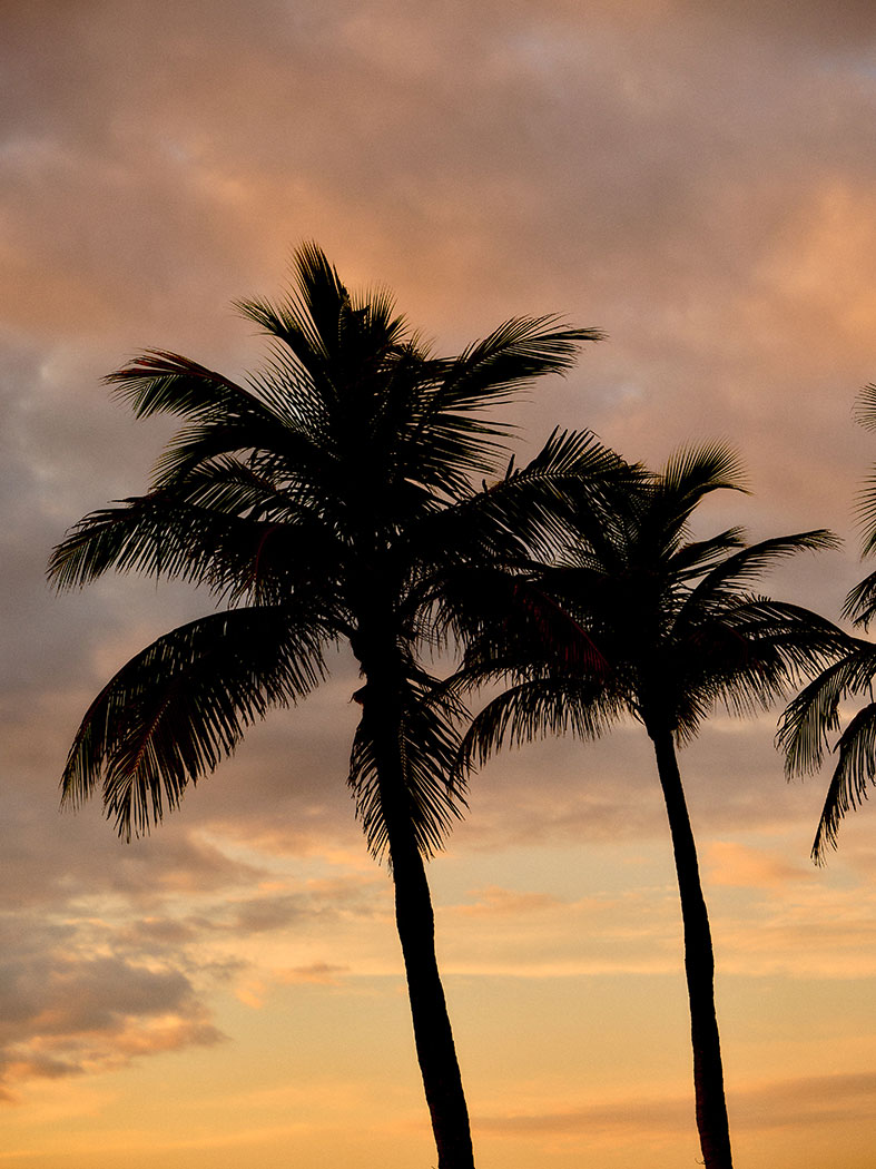 Palm Trees at sunrise
